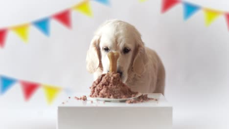 vida-del-animal-doméstico-en-casa.-video-gracioso-del-cumpleaños-del-perro---perro-perdiguero-de-oro-hermoso-comiendo-pastel-de-carne