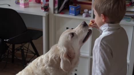 Haus-Lebensstil.-kleiner-Junge-spielt-mit-seinem-großen-Hund-zu-Hause