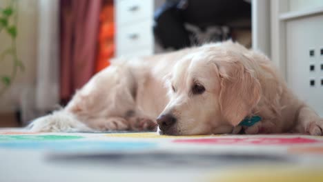 glücklich-Leben-der-Haustiere-zu-Hause---schöne-große-Hund-ruht-auf-dem-Zimmer