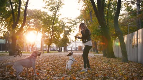 Joven-tocando-con-dos-perros-en-el-Parque-otoño-durante-la-puesta-de-sol,-cámara-lenta