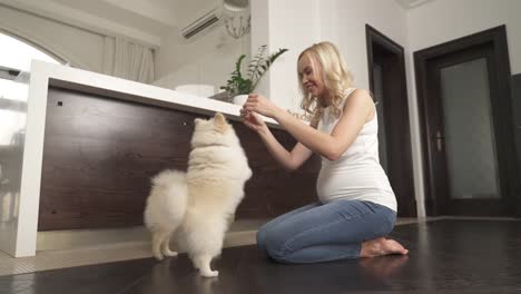 A-beautiful-pregnant-blonde-is-sitting-on-the-floor.-White-pomeranian-spitz-is-standing-on-hind-legs-taking-the-food-from-her-hands.-The-second-dog-runs-to-her-and-twirls-around-taking-the-food