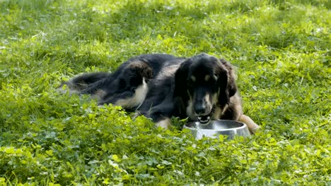 Lindo-perro-comiendo-del-tazón-de-fuente