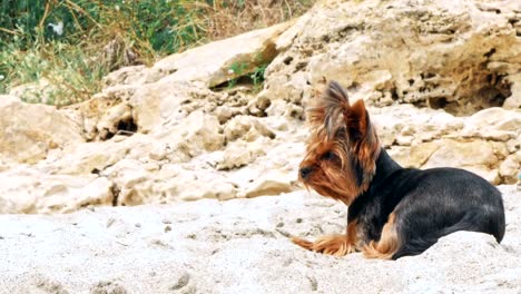 Pequeño-terrier-de-Yorkshire-en-una-playa-de-arena