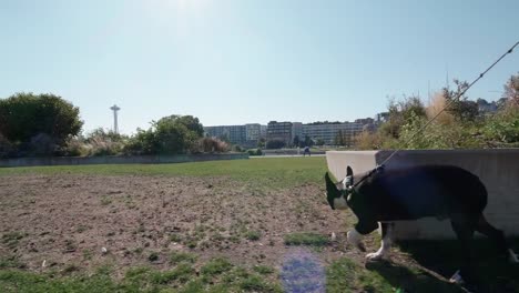 Perrito-curioso-caminar-Downtown-Seattle-Park