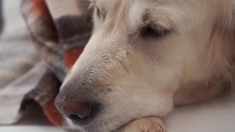 geliebten-Haustiere-zu-Hause---ruht-die-große-freundlichen-Hund,-im-Herbst-oder-im-kalten-Winter-unter-einer-Decke