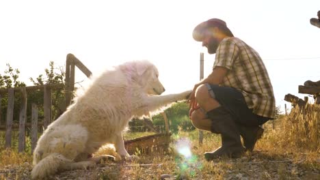 Junglandwirt-Petting-Maremma-Sheepdog-bei-Sonnenuntergang-im-Gemüsegarten.-Italien.