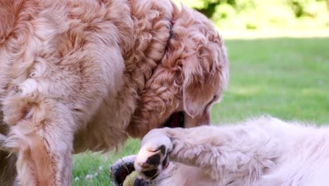 Zwei-Labrador-Hunde-spielen-im-Garten-im-Sommer