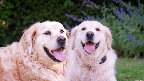 Zwei-glückliche-Labrador-Hunde-liegen-keuchend-im-Garten-im-Sommer