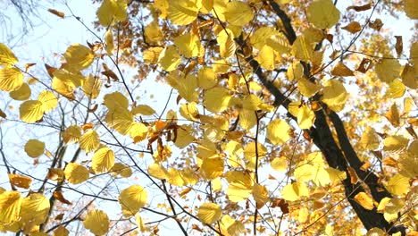 High-resolution-video-of-the-yellow-leafs-on-the-trees,-blue-sky-on-the-background,-golden-autumn-in-park,-sunny-day,-clear-weather,-reflections,-yellow-color