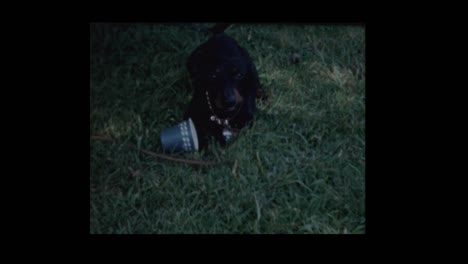 Family-Dog-gets-snout-caught-in-cup