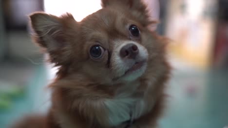 Chihuahua-looking-at-owner-show-the-cute-face-when-it-feels-doubt-for-sound-of-owner-talking-in-home.