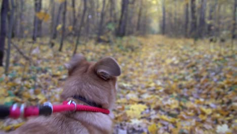 dog-on-a-leash-is-walking-in-the-autumn-forest