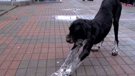 Perro-peludo-sin-hogar-en-una-calle-de-la-ciudad-contra-el-fondo-de-pasar-coches-y-personas