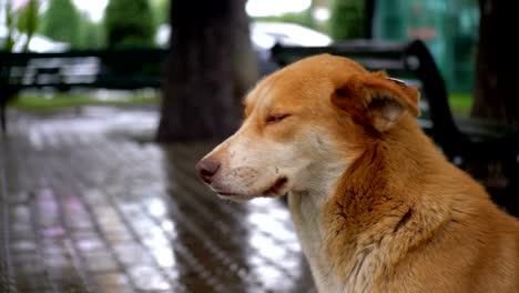 Perro-rojo-se-encuentra-en-una-calle-de-ciudad-de-la-lluvia-contra-el-fondo-de-los-coches-pasando-y-las-personas