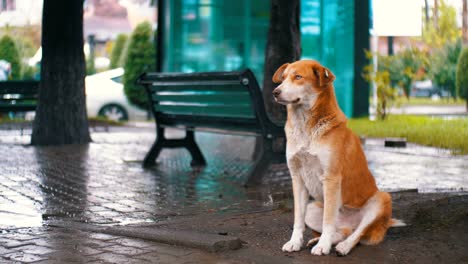 Homeless-Red-Dog-sits-on-a-City-Street-in-Rain-against-the-Background-of-Passing-Cars-and-People