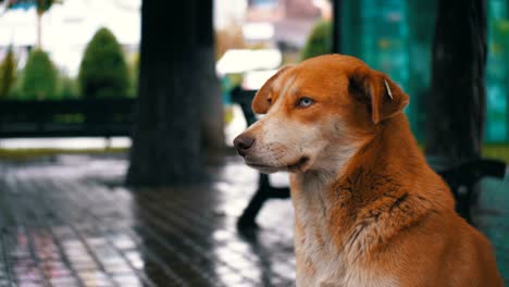 Homeless-Red-Dog-sits-on-a-City-Street-in-Rain-against-the-Background-of-Passing-Cars-and-People