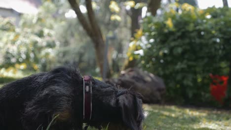 German-Wire-haired-Pointer-Dog-Portrait-in-Garden