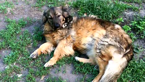 Mongrel-lying-on-the-grass-and-looking.