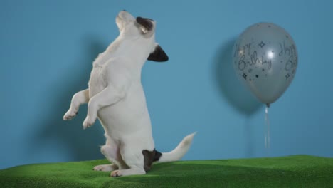 Jack-Russell-Terrier-Hund-mit-alles-Gute-zum-Geburtstag-Ballon-auf-Türkis-Hintergrund