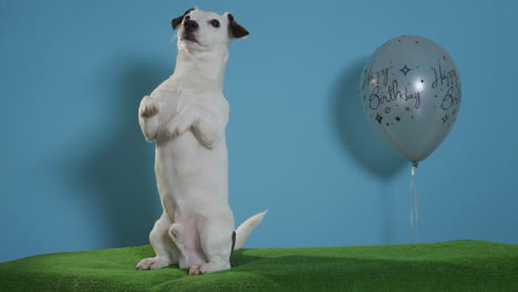 gato-perro-terrier-de-russell-con-globo-de-cumpleaños-sobre-fondo-turquesa