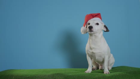 Jack-Russell-Terrier-Hund-mit-Weihnachtsmütze-auf-Türkis-Hintergrund