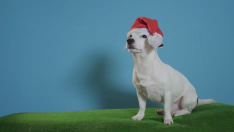 jack-russell-terrier-dog-with-santa-hat-on-turquoise-background