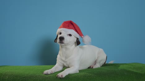 Jack-Russell-Terrier-Hund-mit-Weihnachtsmütze-auf-Türkis-Hintergrund