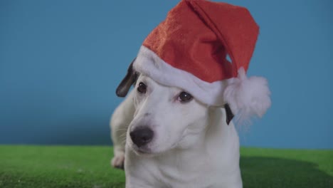 Jack-Russell-Terrier-Hund-mit-Weihnachtsmütze-auf-Türkis-Hintergrund