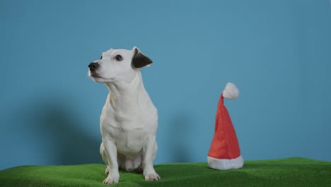 Jack-Russell-Terrier-Hund-mit-Weihnachtsmütze-auf-Türkis-Hintergrund