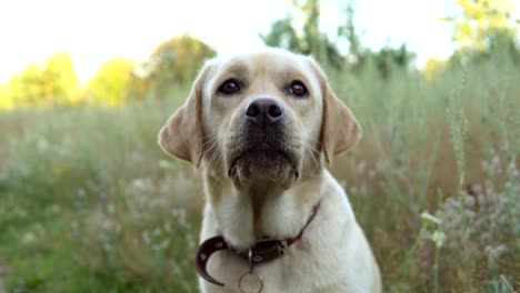 Schöner-Hund-ruht-auf-Natur