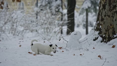 Jack-Russell-Terrier-Hund-spielen-im-Schnee-Welpen-glücklich-fröhlich