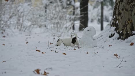 jack-russell-terrier-dog-playing-in-snow-puppy-happy-cheerful