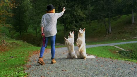 A-young-woman-is-teaching-two-white-shepherd-dogs-to-sit-and-raise-their-both-front-legs.