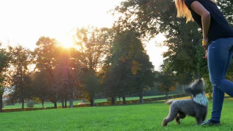 Un-entrenador-femenino-está-entrenando-a-un-perro-pequeño-terrier-gris-saltar-muy-alto.