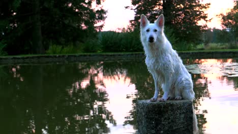 White-shepherd-dog-sitting-on-a-rocky-stone-in-the-middle-of-a-pond,-barking-and-swinging-with-his-tail.