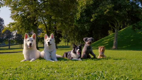 Fünf-Hunde-liegen-im-Park-in-einer-geraden-Linie,-verschiedene-Rassen,-von-der-größten-bis-zu-den-kleinsten.