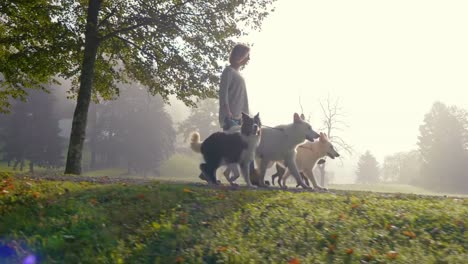 Un-tiro-de-cangrejo-de-una-mujer-joven-caminando-con-cuatro-perros-en-un-camino-debajo-de-los-árboles.