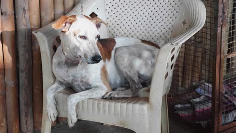 Portrait-of-cur-adult-dog-lying-on-the-chair-at-the-porch