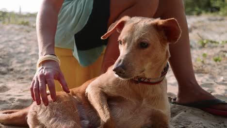 Niña-voluntaria-en-la-guardería-para-perros-haciendo-lindo-perro-adulto-fisioterapia