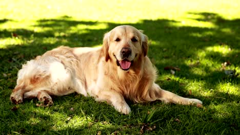 Süße-labrador-liegen-auf-dem-Rasen