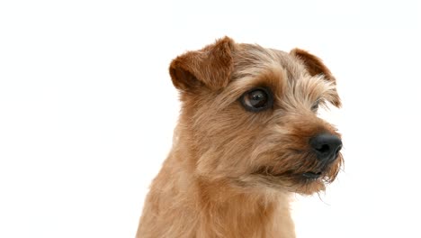 Norfolk-Terrier-perro-4-K