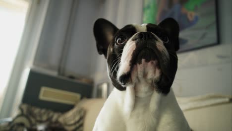 French-bulldog-looking-closely-at-the-camera