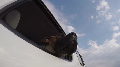 Perro-feliz-disfrutando-de-un-paseo-con-su-cabeza-fuera-de-la-ventana-de-coche