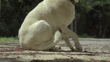 Hund-sitzt-und-kratzen-sich-auf-dem-Weg