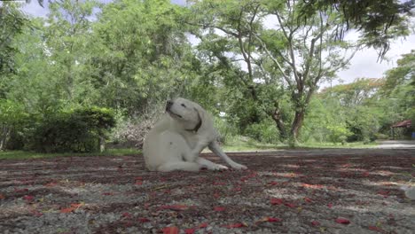 Perro-sentado-y-arañar-a-sí-mismo-en-el-camino