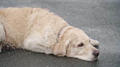 Gehorsam-Golden-Retriever-Hund