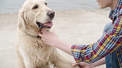 Teaching-Golden-Retriever-Giving-Paw