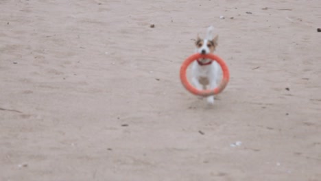 Perro-juega-con-un-juguete-en-la-playa