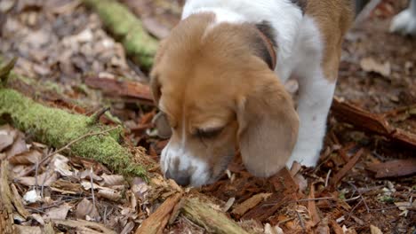 Familie-Haustier-Beagle-Hund-Graben-im-herbstlichen-Wald