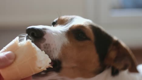 Dog-eat,-biting-and-licking-ice-cream